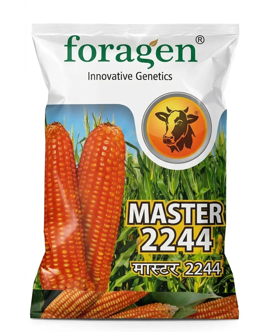 Foragen Master 2244 Hybrid Maize Seeds