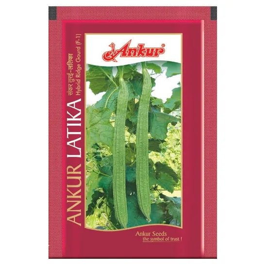 Ankur LATIKA F1 Hibrid Ridge Gourd Seeds, Long Slender Green Fruits, High Yield Variety