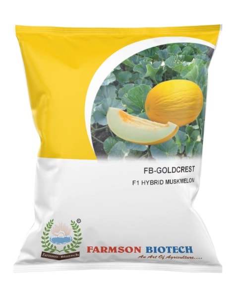 Farmson FB Goldcrest F1 Hybrid Muskmelon Seeds, Early Maturity, Oval shape 