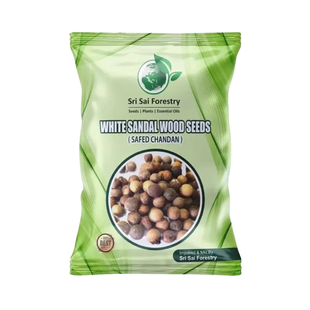 Sri Sai Forestry Safed Chandan Plant Tree Seeds, White Sandalwood Tree Seeds