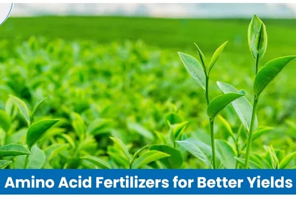 Amino Acid Fertilizers: Benefits, Uses, and Role in Agriculture