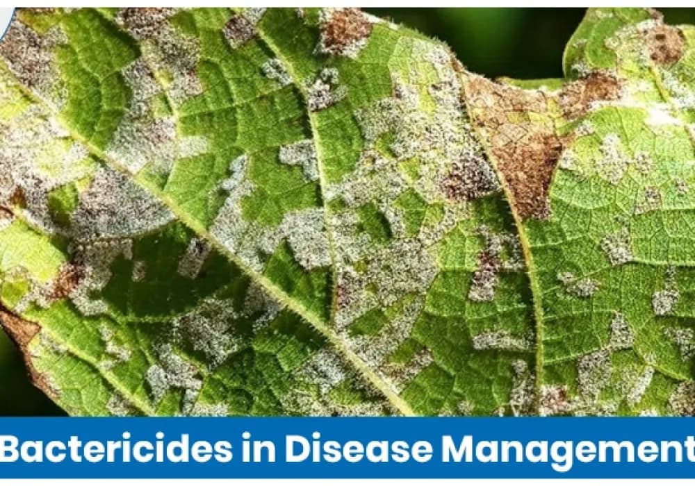 Bactericides in Disease Management