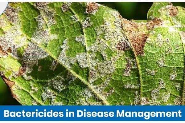 Bactericides in Disease Management