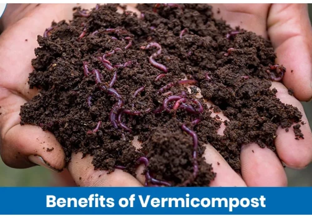 Benefits of Vermicompost for Sustainable Farming