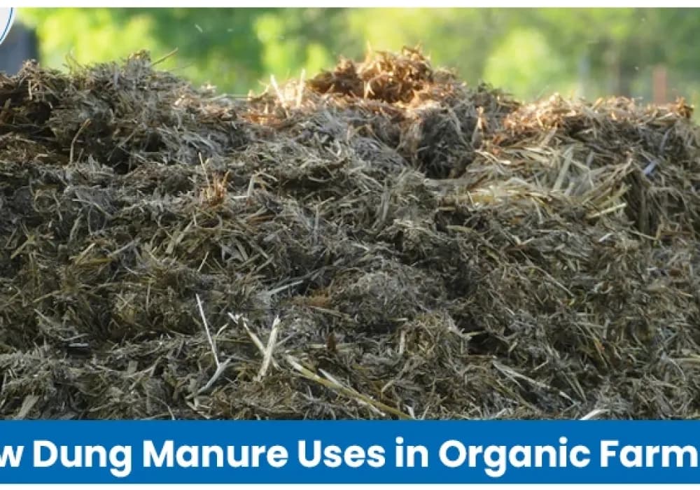 Cow Dung Manure in Organic Farming for Healthy Crops