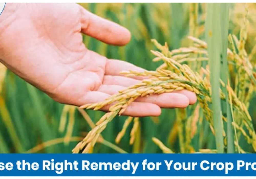 How to Choose the Right Remedy for Your Crop Problem