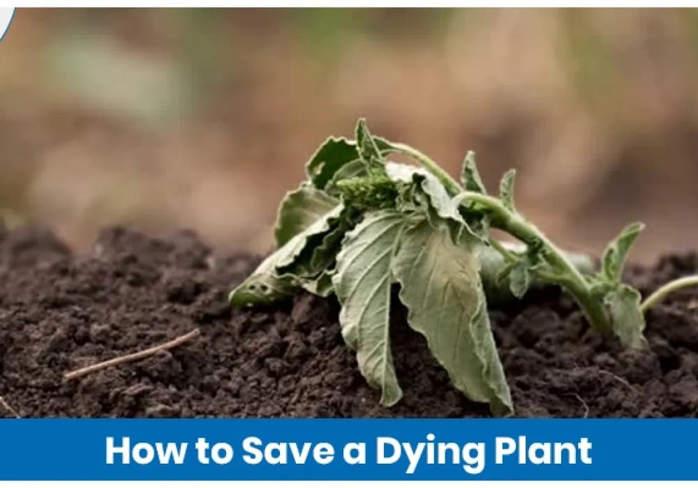 How to Revive Dying Plants: Simple Steps That Work