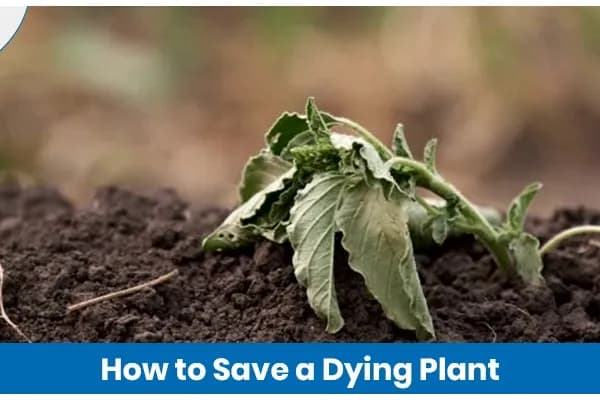 How to Revive Dying Plants: Simple Steps That Work