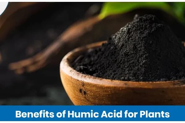 Humic Acid Benefits in Agriculture