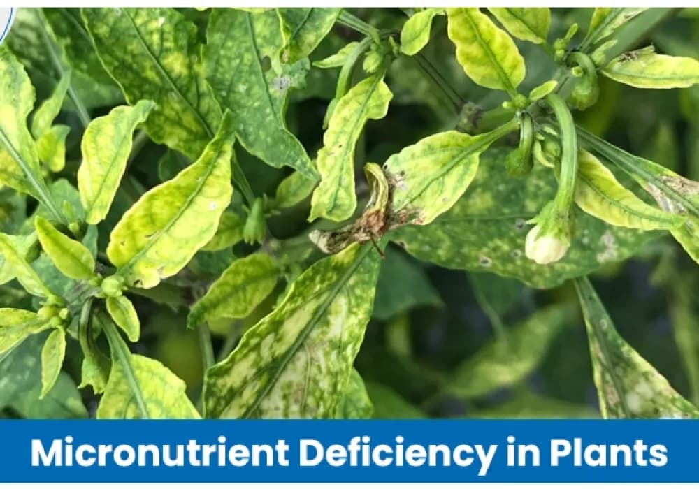 Micronutrient Deficiency In Plants: Causes, Symptoms, and Treatment