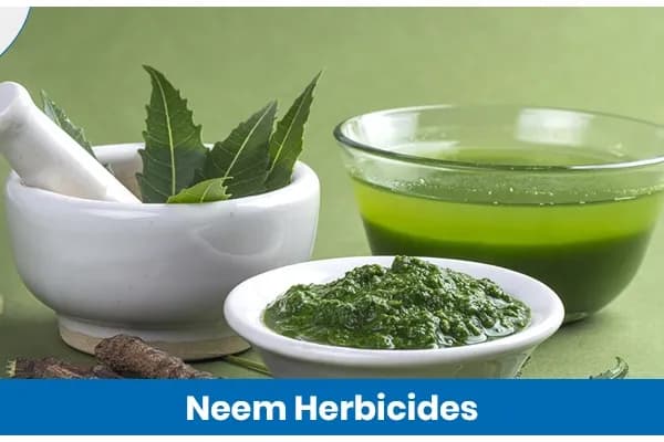 Neem-Based Herbicide Benefits and Usage in Agriculture