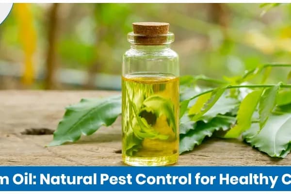 Neem Oil as Insecticide for Organic Farming