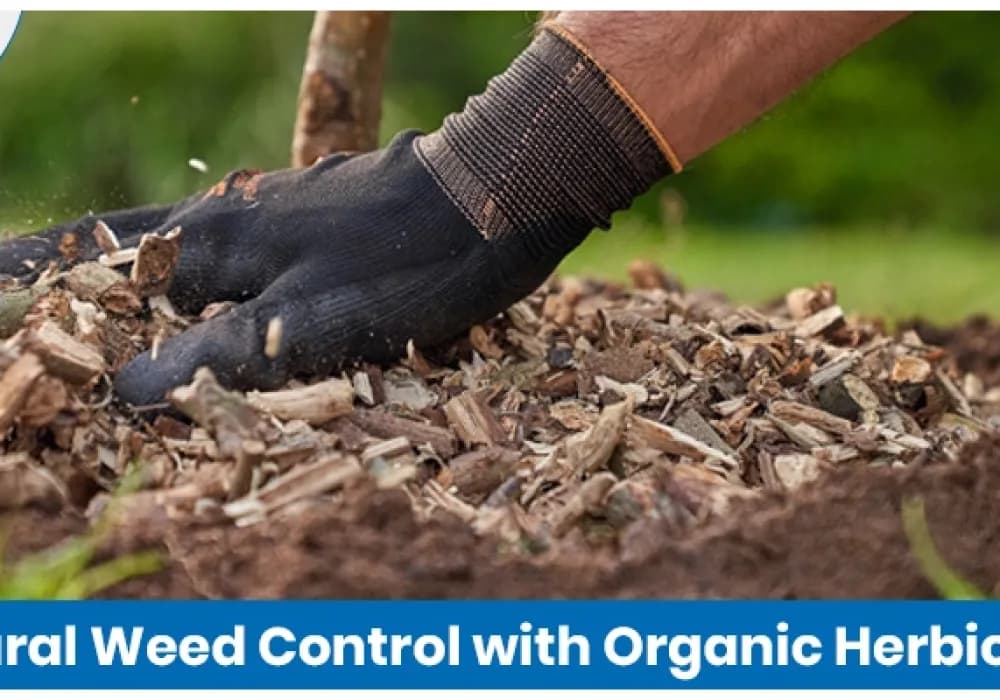 Organic Herbicides: Do Natural Weed Killers Really Work?