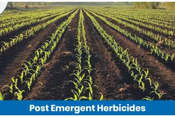 Post Emergent Herbicide Examples and Uses