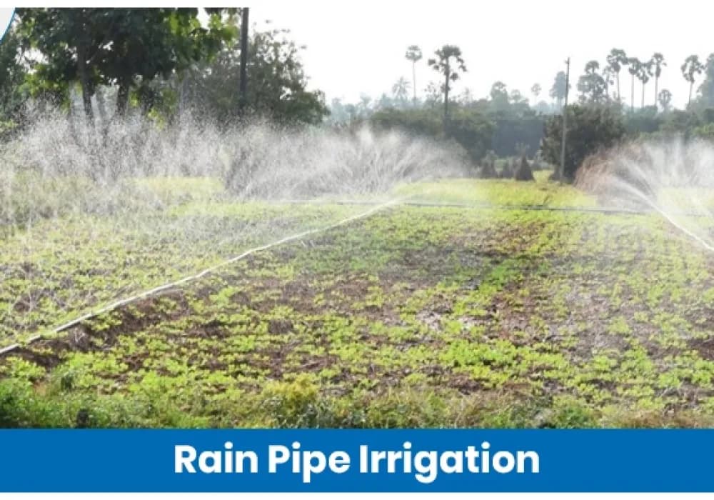 Rain Pipe Irrigation: Cost Effective Alternative to Drip
