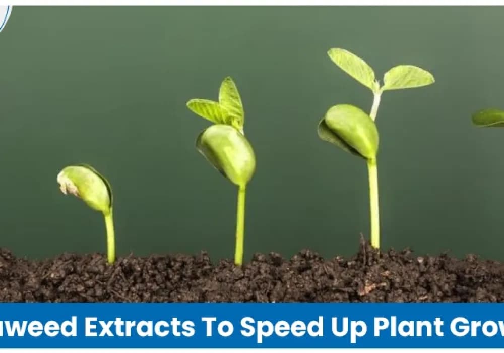 Seaweed Extract for Faster and Healthier Plant Growth