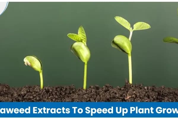Seaweed Extract for Faster and Healthier Plant Growth