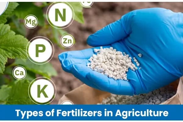 Types of Fertilizers Used in Agriculture