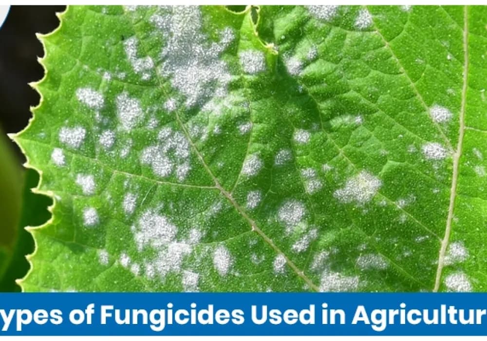 Types of Fungicides Used in Agriculture and Their Applications