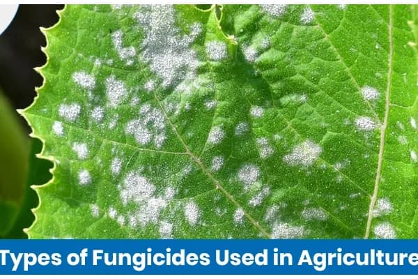 Types of Fungicides Used in Agriculture and Their Applications