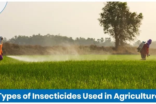 Types of Insecticides Used in Agriculture and Their Applications