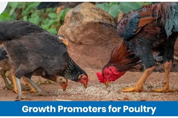 Understanding Growth Promoters for Poultry: Types, Importance, and Benefits