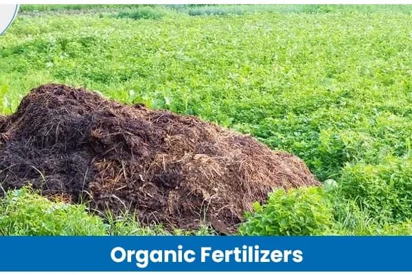 What are Organic Fertilizers for Plants? And How they Boost Soil & Crop Health?