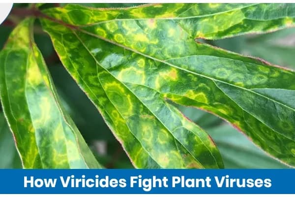 What are Viricides and How Do They Work in Organic Farming