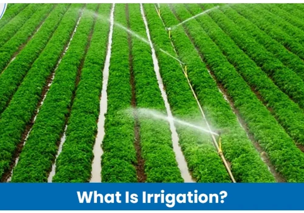 What Is Irrigation? Definition, Types & Importance in Agriculture