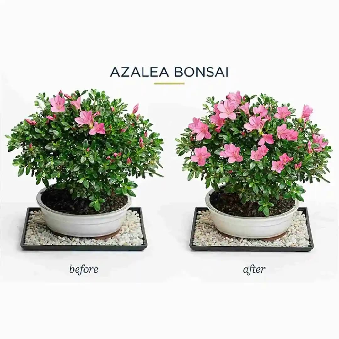 Flower Bloom Organic Flower Booster That Provides All Essential Multi Micro Nutrients And Minerals To All The Flowering Plants - Image 3