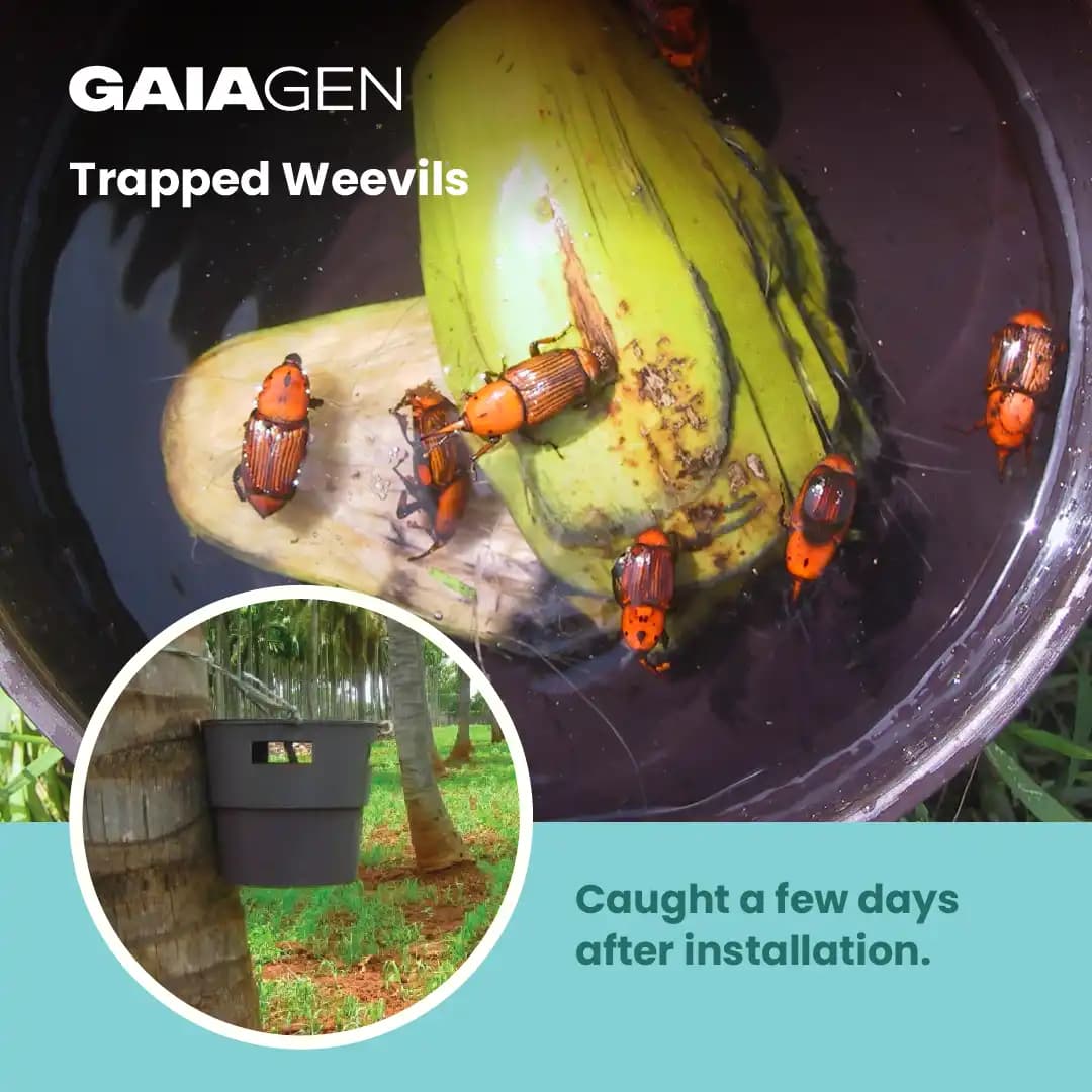 Gaiagen RPW Lure With Insect Bucket Traps, Pheromone Lure For Red Palm Weevil (Rhynchophorus Ferrugineus), IMO Certified. - Image 8