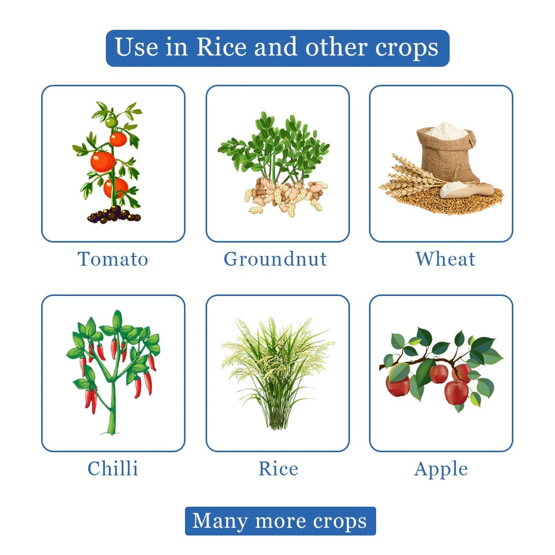 Hexabell - Hexaconazole 4% + Carbendazim 16% SC, Highly Effective Fungicide with Protective & Curative Action - Image 4