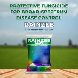 RAINZEB - M45 Mancozeb 75% WP Fungicide, Control Brown And Black Rust, Leaf Blight, Leaf Blight, Downy Mildew, Blast, Leaf Spot, Early Blight, Tip Rot 2