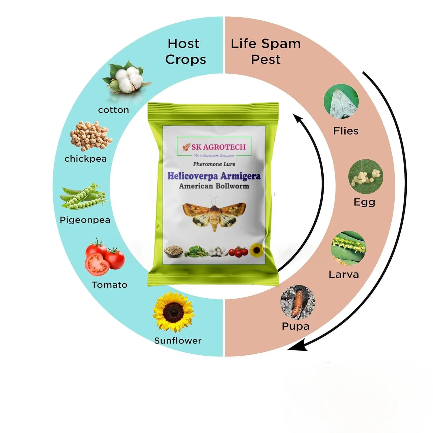 SK Agrotech Helicoverpa armigera (American Bollworm) Pheromone Trap With Lure - Effective Solution For Controlling Green Leaf-Eating Caterpillars - Image 9