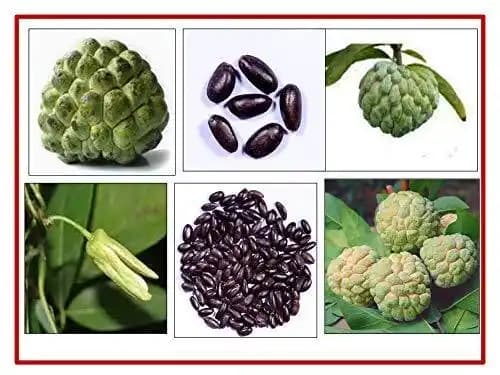 RK Seeds- Custard apple seeds-Sitaphal seeds,Annona squamosa, Custard apple fruit garden plants seeds,Sitaphal fruit tree seeds,Sitaphal fruit seeds
