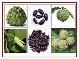 RK Seeds- Custard apple seeds-Sitaphal seeds,Annona squamosa, Custard apple fruit garden plants seeds,Sitaphal fruit tree seeds,Sitaphal fruit seeds 1