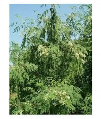 S.K. International ODC3 Drumstick (Moringa) Seeds - Image 6