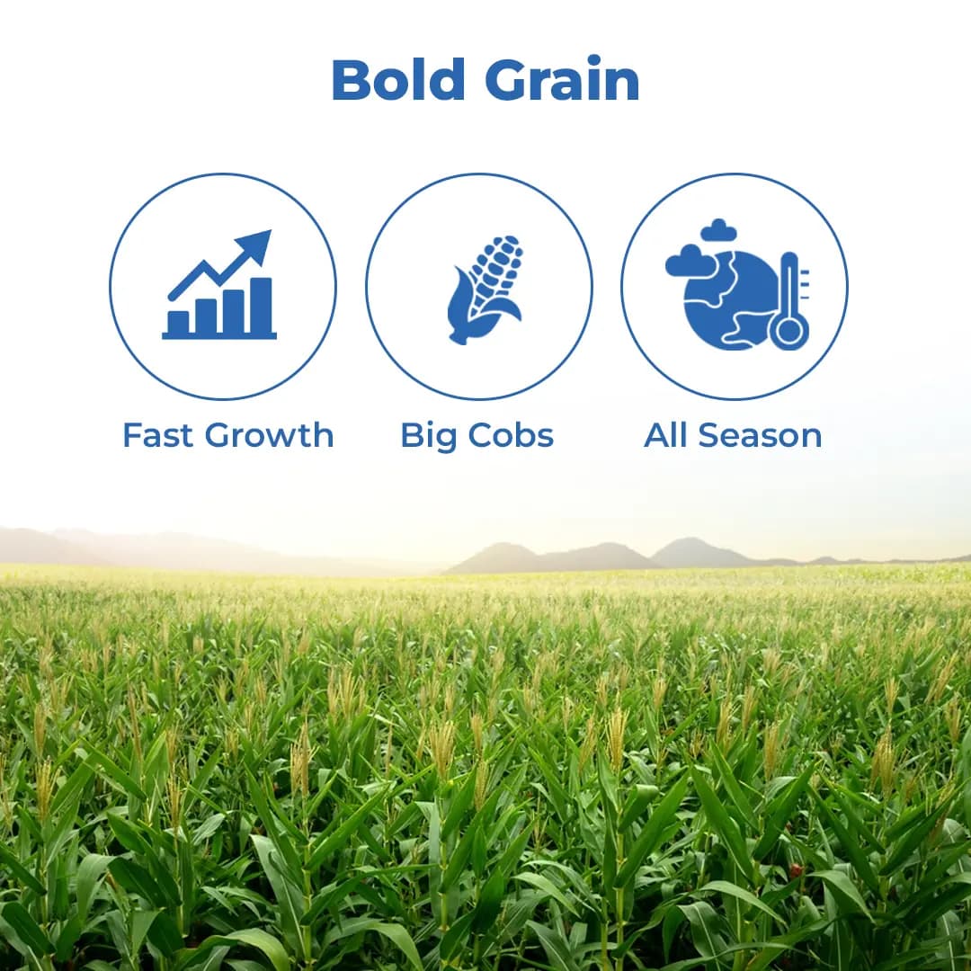 Maize Seeds 999 Hybrid - CP Seeds, Makka Ke Beej, High Yeilding, Deep Kernels, Best Quality Makka - Image 3