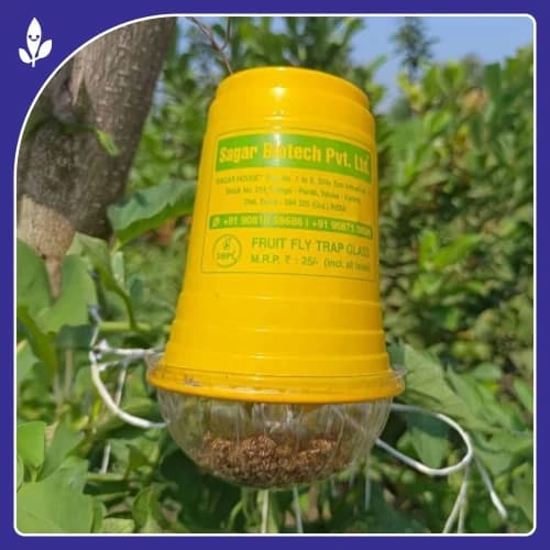 Sagar Fruit Fly Trap Glass, Bactocera Cucurbitae Lure, Effective Melon & Fruit Fly Control - Image 7