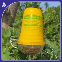 Sagar Fruit Fly Trap Glass, Bactocera Cucurbitae Lure, Effective Melon & Fruit Fly Control 7