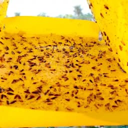 Barrix Trapper Pink Bollworm Pheromone Trap & Lure, Sustainable, Eco-Friendly Control Pest For Cotton And Okra 4