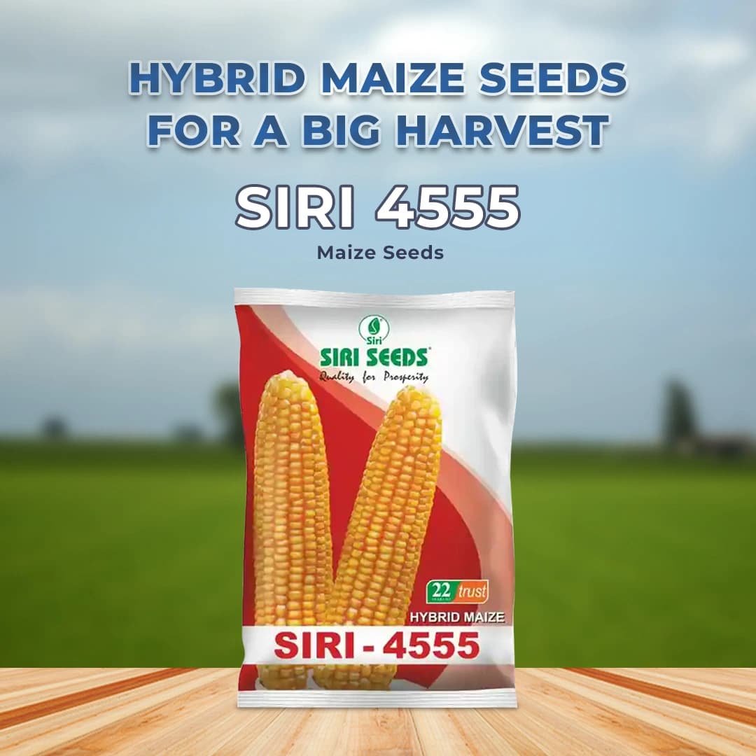 Siri Seed 4555 F1 Hybrid Maize Seed, High Shelling % And Good Grain Weight - Image 2