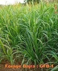 Sri Sai Forestry Bajra Napier Hybrid Grass Seeds, Multi Cut Grass Seed and Animal Fodder - Image 9