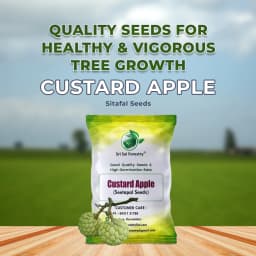 SRI SAI FORESTRY Custard Apple Seeds, Sitafal Ke Beej, Sugar Apple Seeds, Sweetsop Seeds, Annona squamosa Fruit Tree Seeds 2