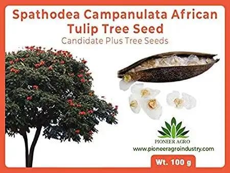 Spathodea Campanulata African Tulip Tree Seed, Great Germination Quality - Image 1