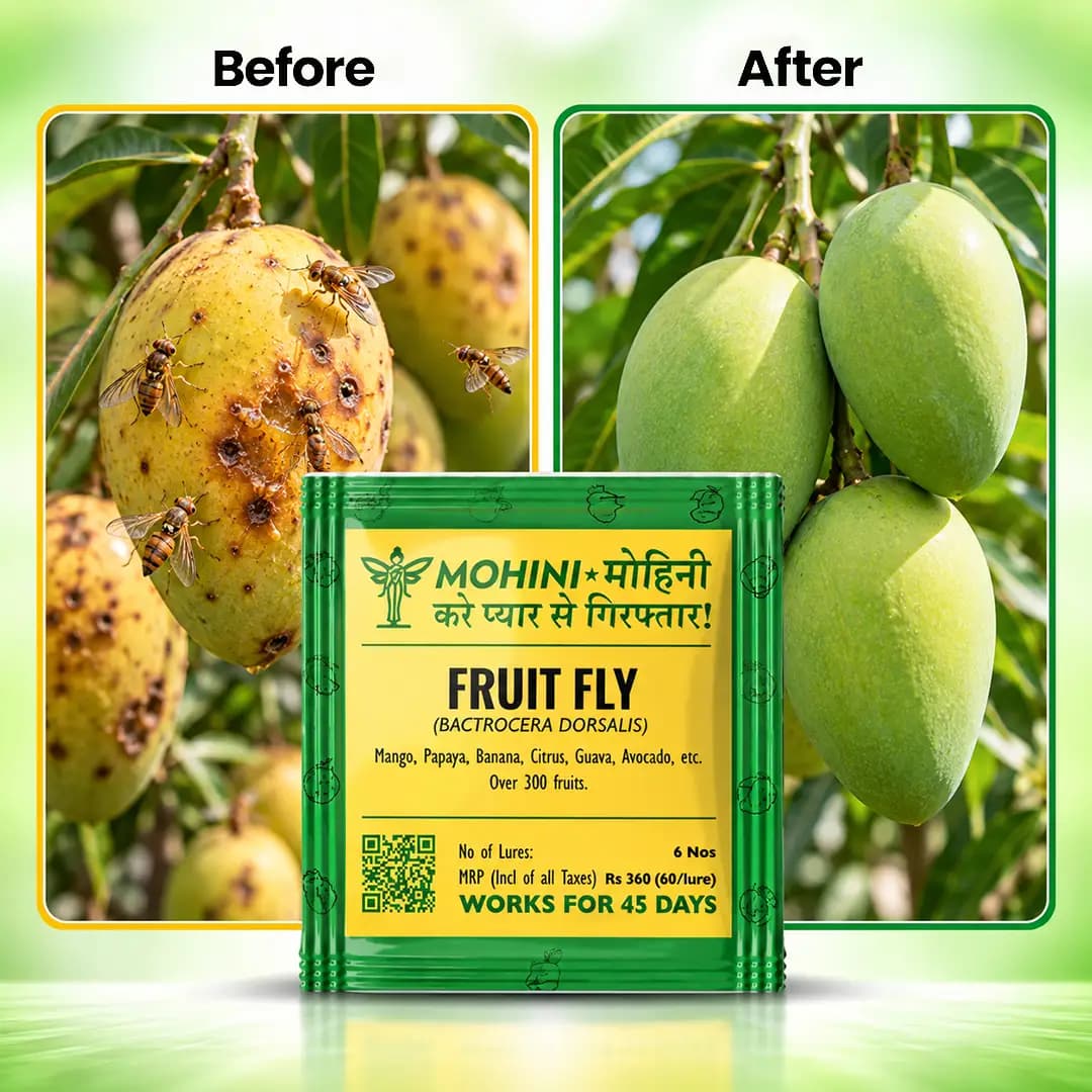 Biowall Mohini Fruit Fly Bactrocera Dorsalis, Pheromone Lure For Effective Pest Management - Image 5