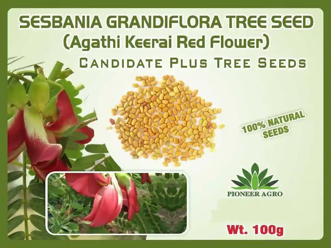 Pioneer Red Agathi Tree Seed, Agathi Keerai Red Flowers (Sesbania Grandifora)