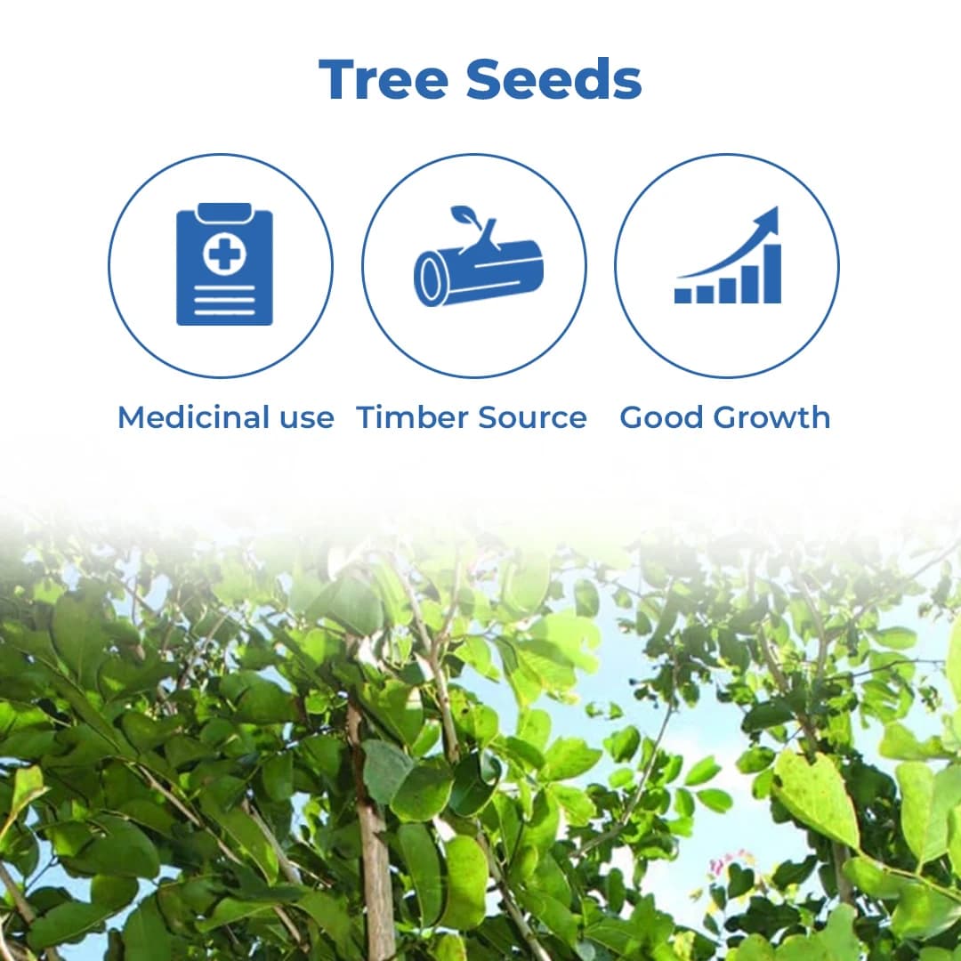 Pterocarpus Marsupium (Vengai) Tree Seed enhance the beauty of garden, landscapes, commercial crops, etc. - Image 3