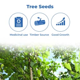 Pterocarpus Marsupium (Vengai) Tree Seed enhance the beauty of garden, landscapes, commercial crops, etc. 3