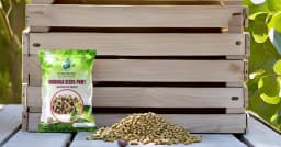 SRI SAI FORESTRY Natural Drumstick Seeds, Moringa Tree Seeds, Miracle Tree Seeds, Horseradish Tree Seed 7